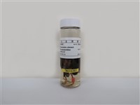 藏品(白頭翁)的圖片
